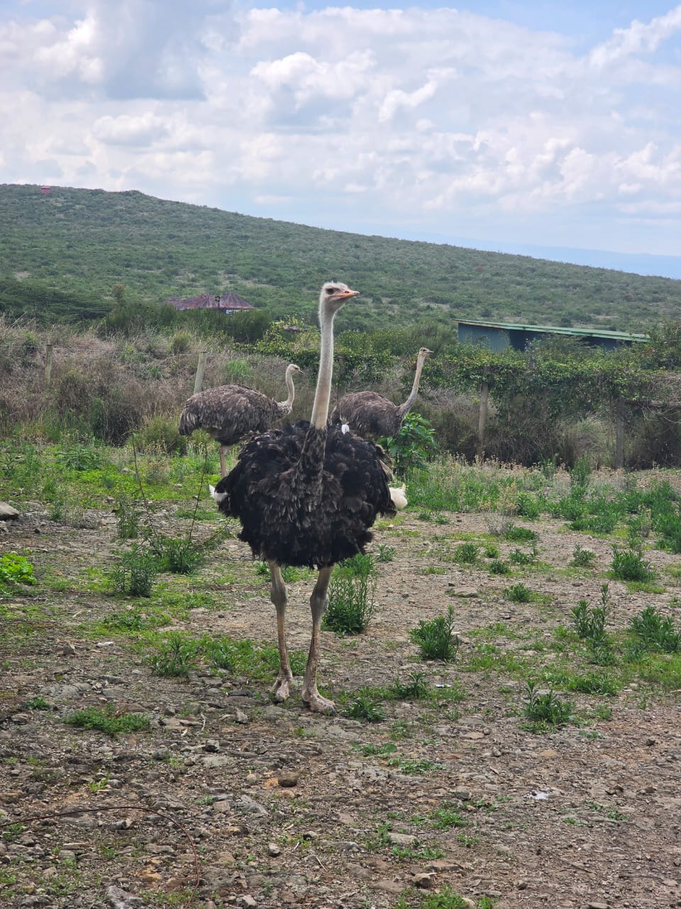 Ostrich